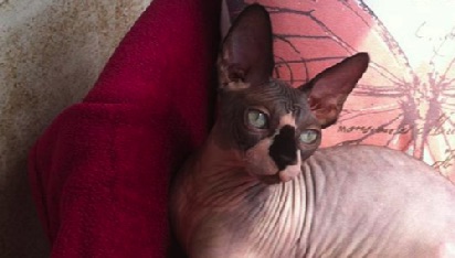 ANTHEY BASTET MAX