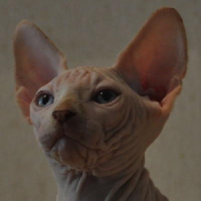 Aston Thulsa Conan