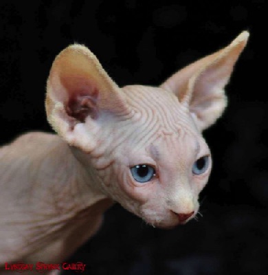 Mushu