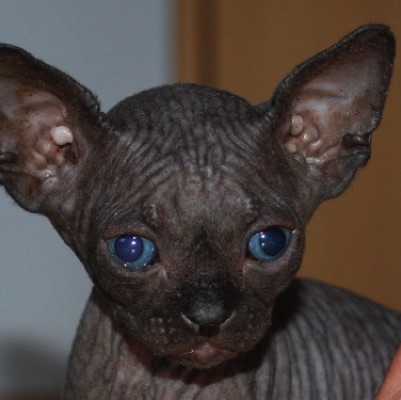 Tenebras