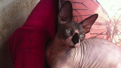 Anthey Bastet Max 
