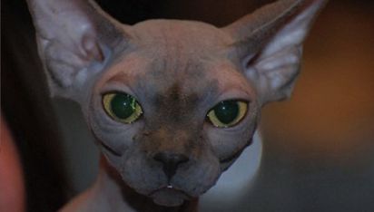 BABYLONE AU COEUR D'ANGE